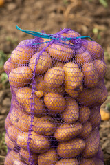 Freshly dug potatoes in a purple plastic bag on the field.
