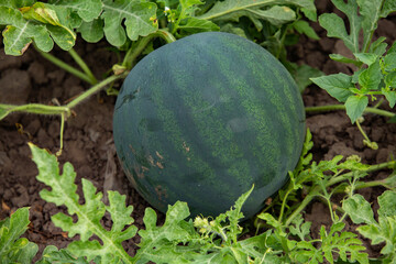 Green watermelons in the field, closeup of photo.