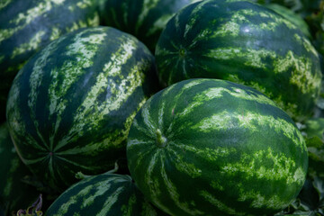 Green watermelons in the field, closeup of photo.