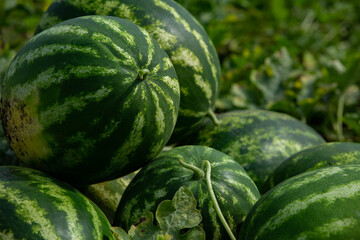 Green watermelons in the field, closeup of photo.