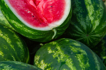 Green watermelons in the field, closeup of photo.