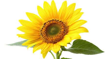 Obraz premium Sunflower transparent background