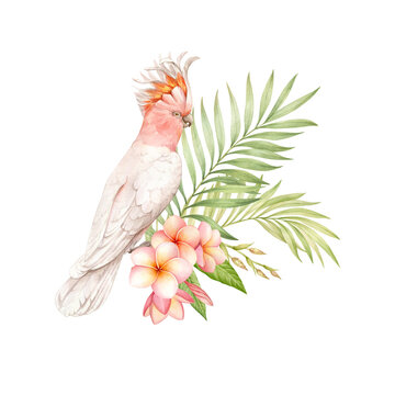 recommend clip art: Pink cockatoo, plumeria flowers and tropical leaves watercolor isolated illustration.