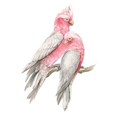 Pink cockatoos on a branch hand drawn in watercolor and isolated. © dalidasia