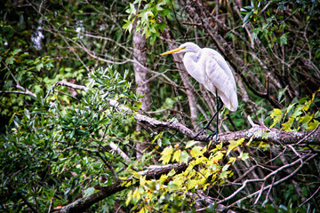 Great Egret in the Forest