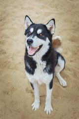 Siberian husky dog, walking through a park on a sunny day
