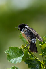 Stonechat (Saxicola rubicola) in Turvey Nature Reserve, Dublin, Ireland – Commonly found in open habitats across Europe.