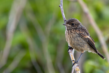 Stonechat (Saxicola rubicola) in Turvey Nature Reserve, Dublin, Ireland – Commonly found in open habitats across Europe.