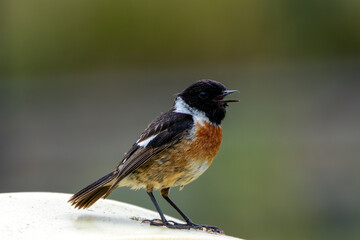 Stonechat (Saxicola rubicola) in Turvey Nature Reserve, Dublin, Ireland – Commonly found in open habitats across Europe.