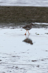 Redshank (Tringa totanus) off the coast of Clontarf, Dublin, Ireland – Commonly found in wetlands across Europe and Asia.