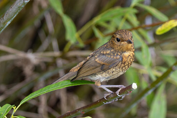 Redshank (Tringa totanus) off the coast of Clontarf, Dublin, Ireland – Commonly found in wetlands across Europe and Asia.