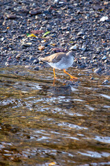 Redshank (Tringa totanus) off the coast of Clontarf, Dublin, Ireland – Commonly found in wetlands across Europe and Asia.