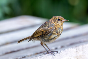 Redshank (Tringa totanus) off the coast of Clontarf, Dublin, Ireland – Commonly found in wetlands across Europe and Asia.