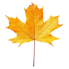 Fototapeta premium Autumn maple leaf, png file.