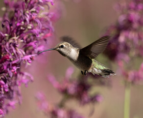 Fototapeta premium hummingbird feeding on flowers