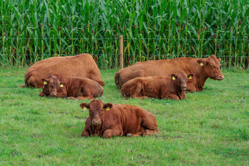 sommer im münsterland © Stephan Sühling