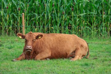 sommer im m&uuml;nsterland