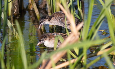 great crested grebe
