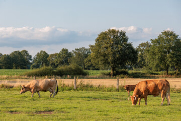 sommer im münsterland