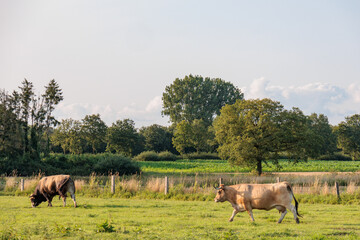 sommer im münsterland