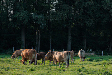 sommer im münsterland