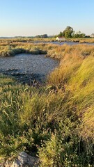 Serene marshland landscape with golden grasses and a small body of water reflecting the warm light of the setting sun