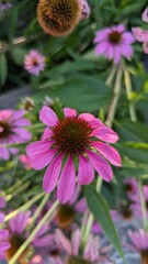 Obraz premium pink flowers in the city