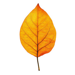 Autumn leaf isolated.
