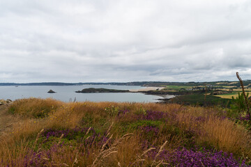 Un parterre d'herbes sauvages orang&eacute;es et de bruy&egrave;res en fleurs, avec en arri&egrave;re-plan la mer d'Iroise et l'&icirc;le de l'Aber, sur la presqu'&icirc;le de Crozon.