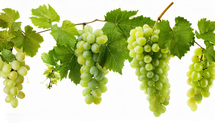 Obraz premium Grapevine removal