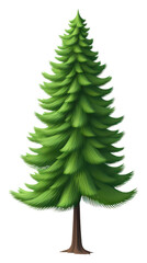 PNG Pine tree plant fir white background.