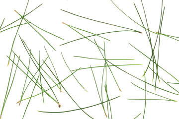 Pine needles isolated on white background and texture, clipping