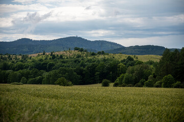 Peaceful rural landscape in summertime, featuring a blurred wildflower in the foreground and a vast forest-covered mountain range in the background. A symbol of simplicity and slow life.