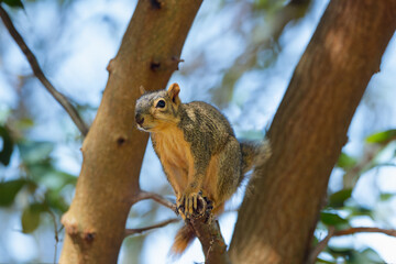 Obraz premium The fox squirrel (Sciurus niger), also known as the eastern fox squirrel or Bryant's fox squirrel. 