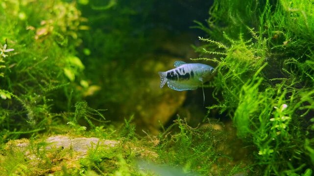 opaline gourami search food, java moss photosynthetic oxygenate, popular adult dwarf fish, Amano style iwagumi stone aquascape, tropical aquatic plant, bright LED light, professional aquarium care