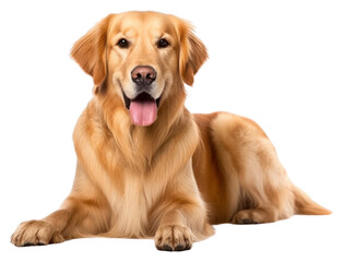 Obraz premium PNG Golden retriever dog mammal animal pet.
