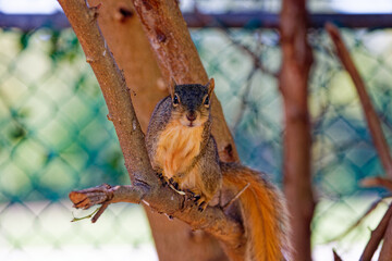 The fox squirrel (Sciurus niger), also known as the eastern fox squirrel or Bryant's fox squirrel. 