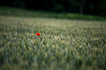 Single red poppy in wheat field at summer dusk