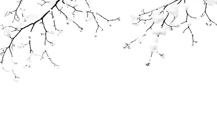 tree branches with snow transparent background