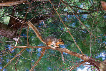 The fox squirrel (Sciurus niger), also known as the eastern fox squirrel or Bryant's fox squirrel. 