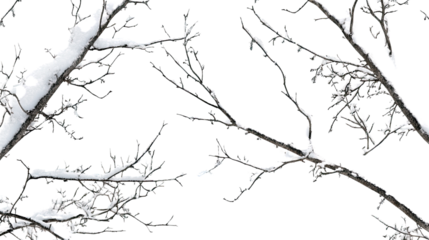 tree branches with snow transparent background