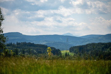 Mountain panorama with lush meadows and deep pine forests bathed in soft summer light. The horizon reveals a hazy peak fading into the sky, evoking serenity and freedom in nature.