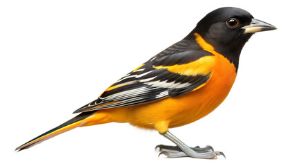 Obraz premium oriole on a transparent background