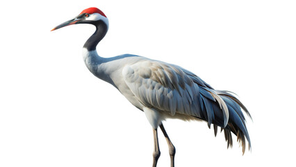 Obraz premium crane on a transparent background
