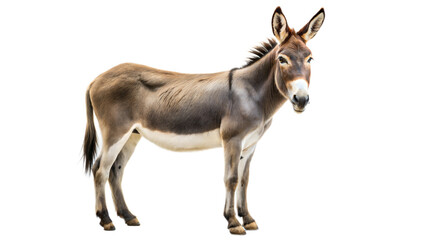 Fototapeta premium donkey on a transparent background