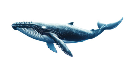 Fototapeta premium Whale transparent background