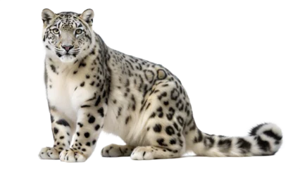 snow leopard on a transparent background