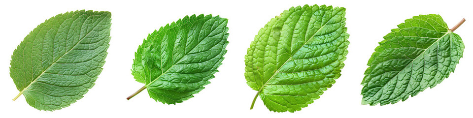 Obraz premium Macro shot of a fresh green spearmint leaf, isolated on a white background for clipping
