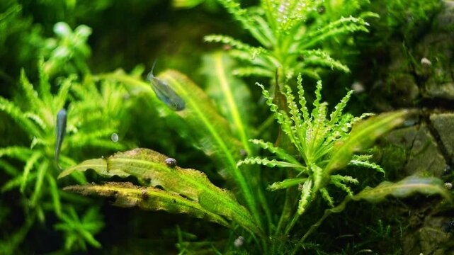 pogostemon air bubble, Boesemani rainbowfish popular fish, dwarf Echinodorus dense lush tropical aquatic plant, Amano style iwagumi stone aquascape design, bright LED light, professional aquarium care