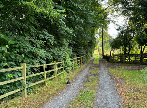 A gravel path surrounded by lush greenery leads into the distance, with a small black and white cat sitting in the middle. Wooden fences line the path on both sides in, Mirfield, UK 